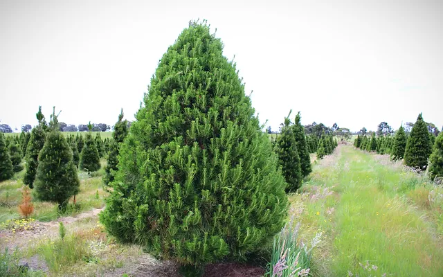 Victoria Christmas Tree Farm Fresh Christmas Trees