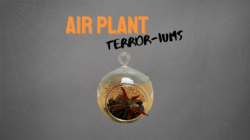 Air Plant Terror-iums Strip Image.png