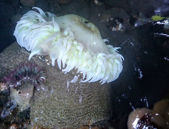 Giant Green Anemone