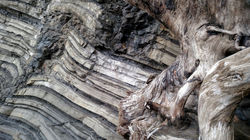 Driftwood and Sea Cliff