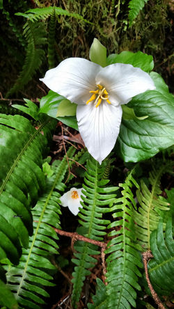 Trillium