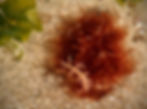Dendrontid Nudibranch