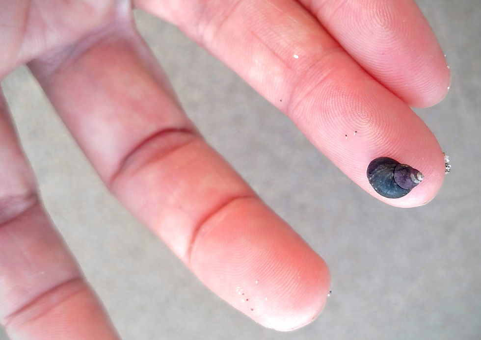 Periwinkle Snail