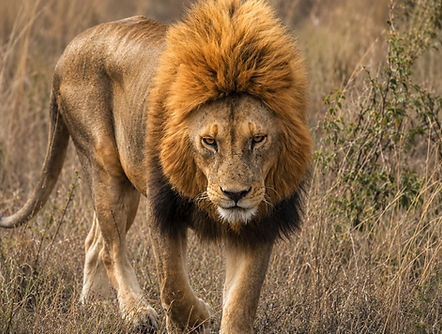male lion walking_edited.jpg