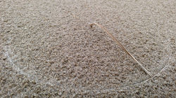 Windblown Grassblade Scratching Semicircle in the Sand