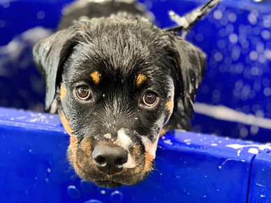 Make Sure You Have the Right Dog Shampoo