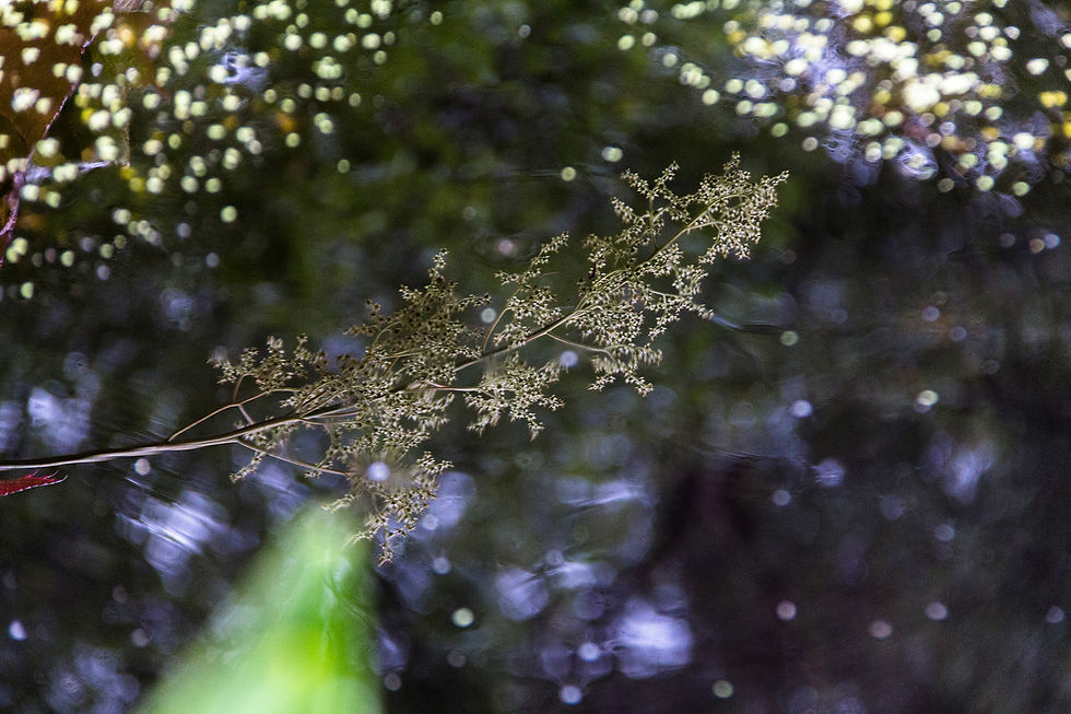 Inverewe Garden (27).jpg