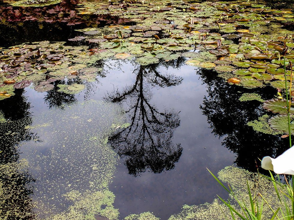 Inverewe Garden (34).jpg