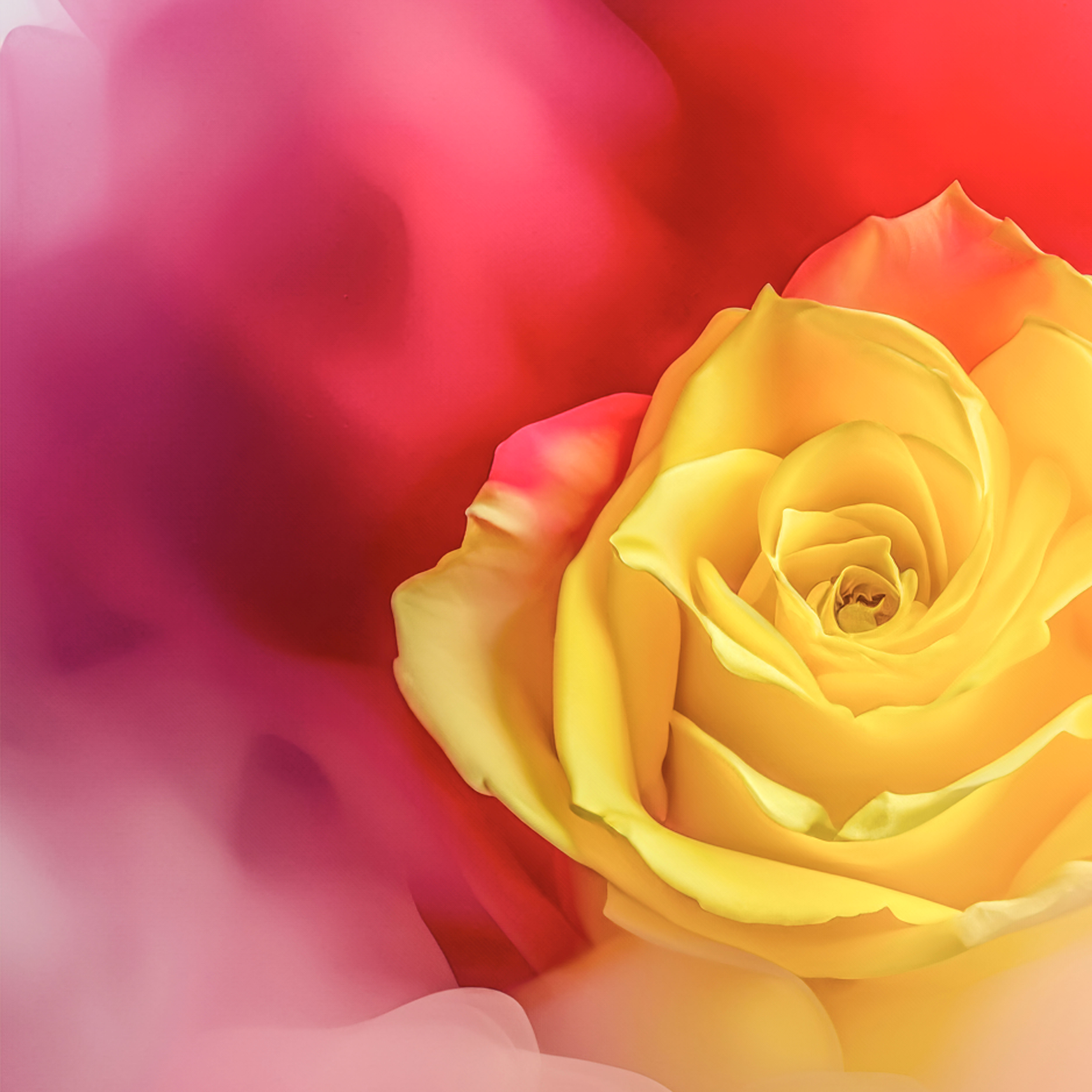 8 - J. Rose Scrolls - Julie Jamison - November 24 - NZ880742