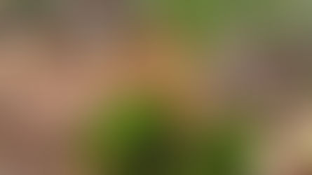 Pradedami pelkės ekosistemos atkūrimo Dabravolės durpyne darbai 