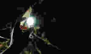 Reaching for the Light