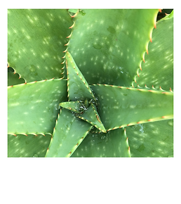 Copy of Untitled (1).png