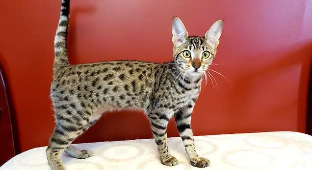 Savannah Cat Breeder Alberta Simply Spots Savannahs Savannah Cat Breeder Alberta Simply Spots Savannahs