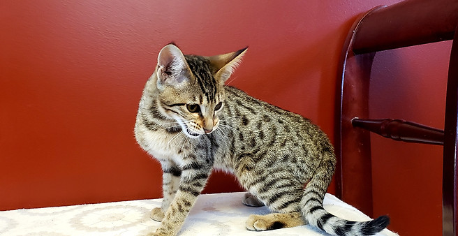 Savannah Cat Breeder Alberta Simply Spots Savannahs Savannah Cat Breeder Alberta Simply Spots Savannahs
