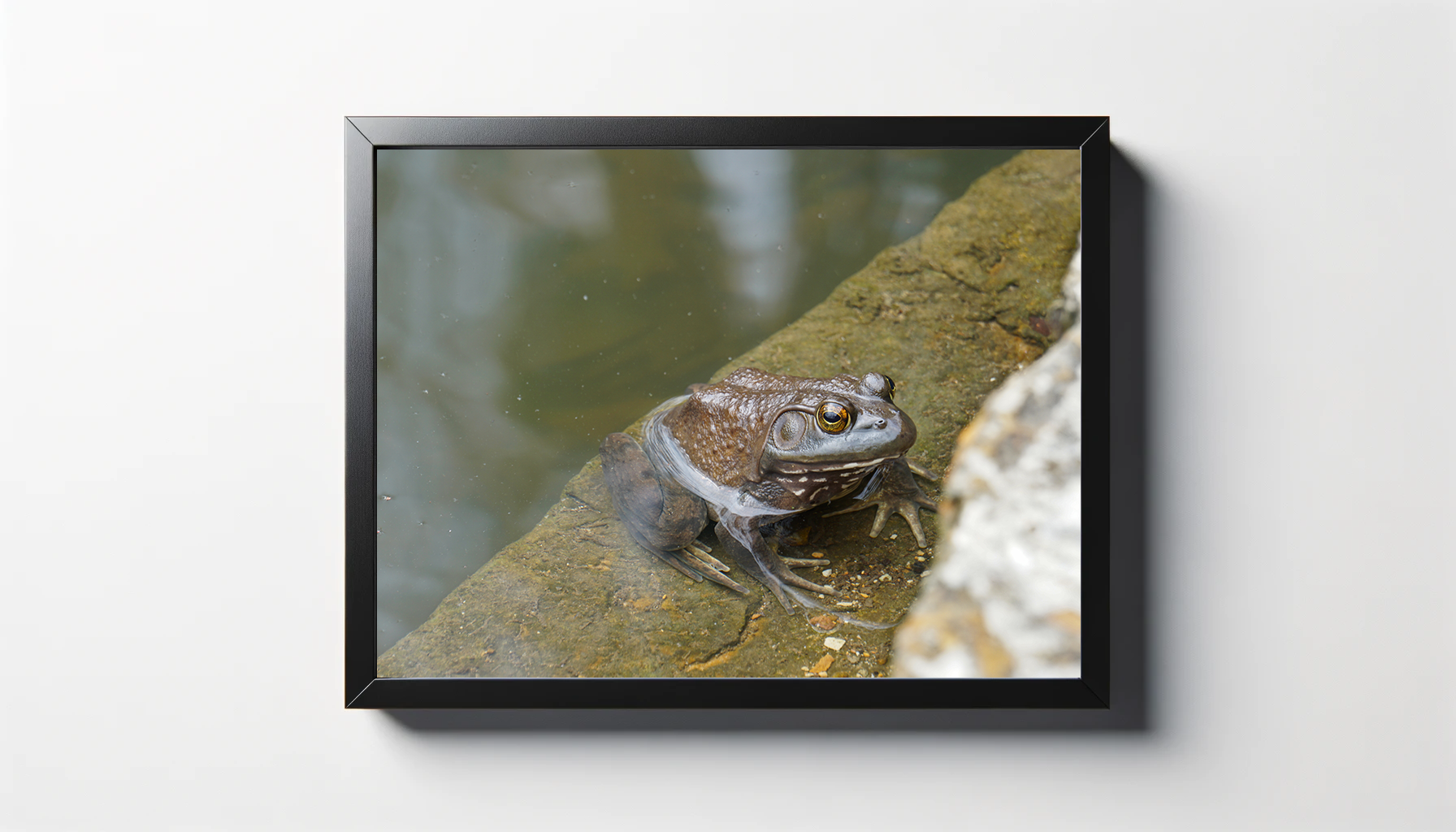 American Bullfrog Print