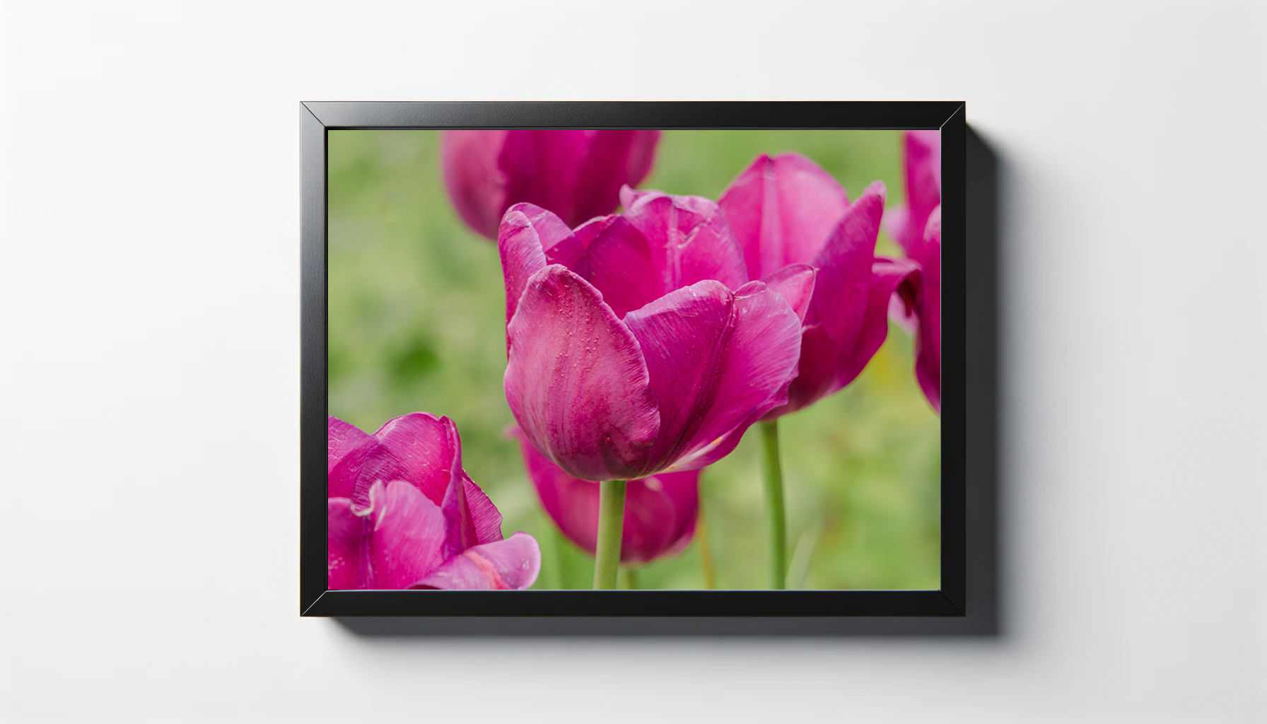 Pink Tulips Close Up Print