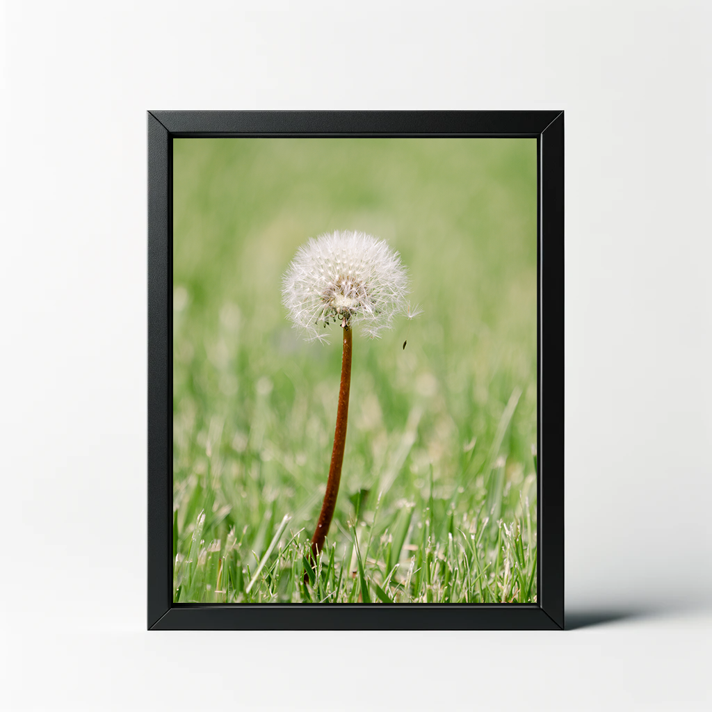 Dandelion Seeds Print