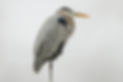 GreatBlueHeronLkldFL_marked.jpg