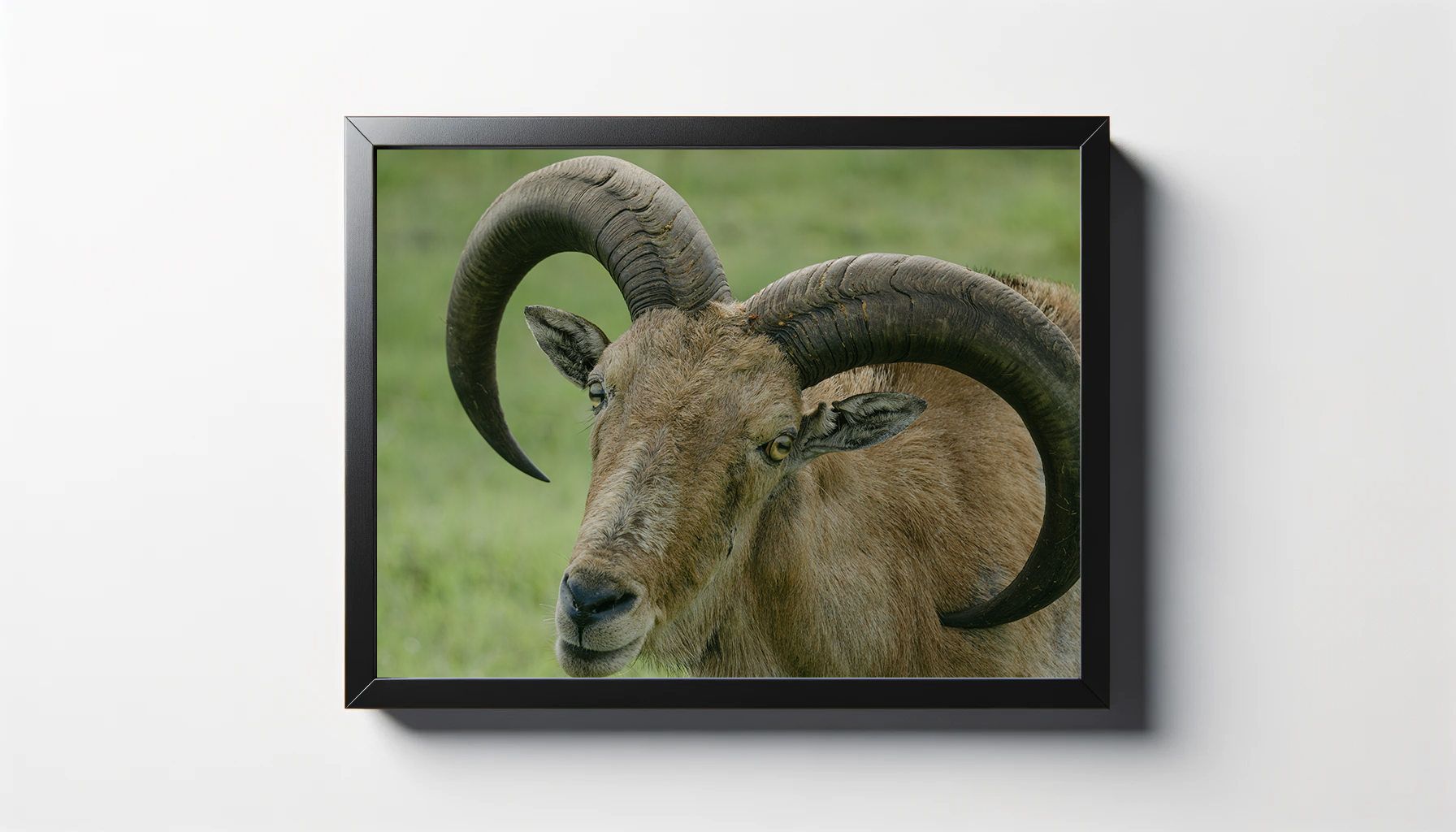 Barbary Sheep Photo