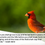 Thumbnail: 2026 Birds of Florida Wall Calendar with Bible Verses