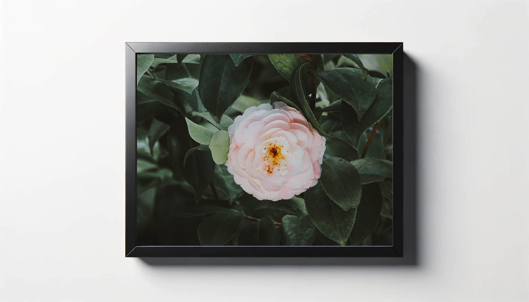 Pink Camellia Flower Print