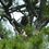 Thumbnail: Bald Eagle in Tree Print