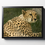 Thumbnail: Cheetah Print
