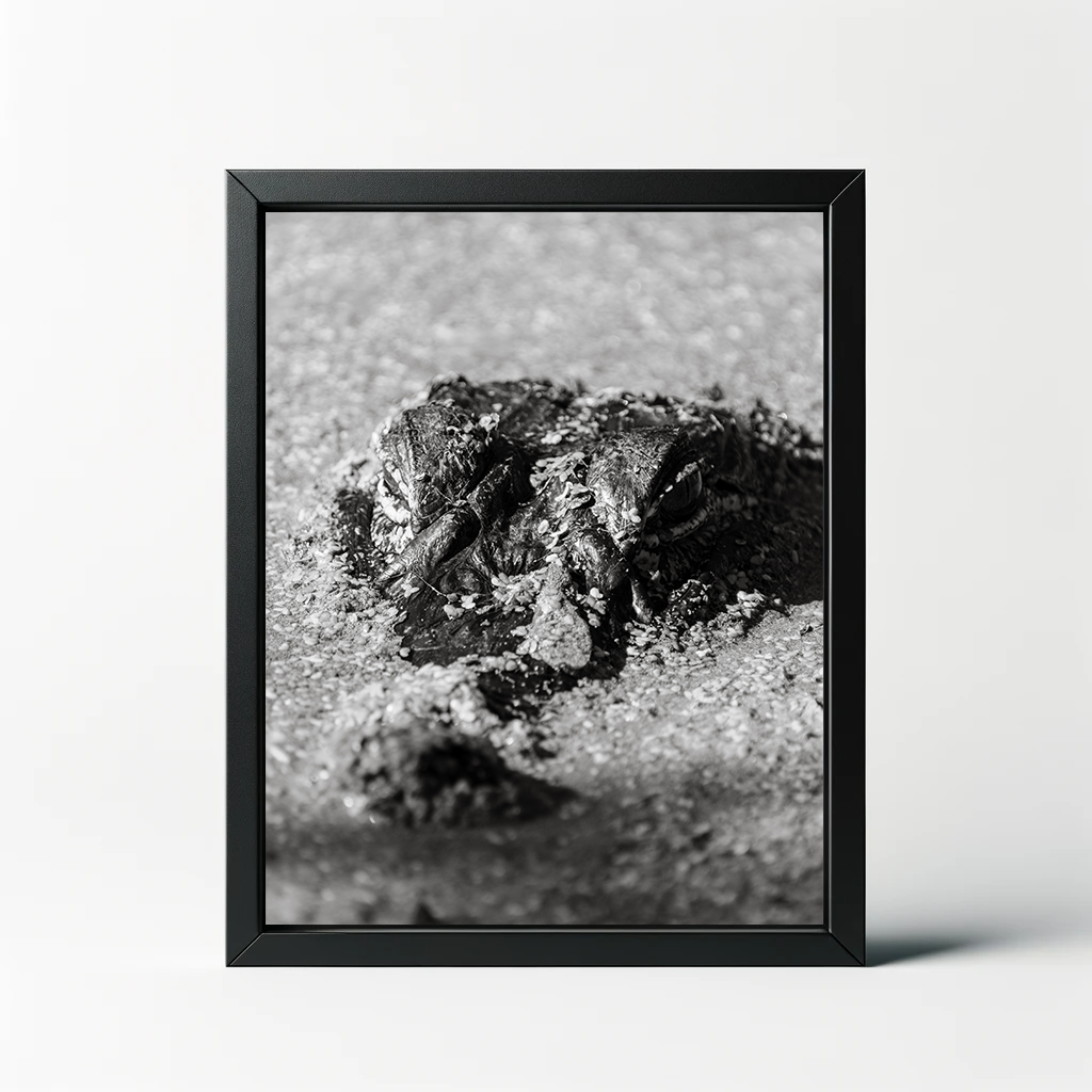 BW Alligator in the Algae Print