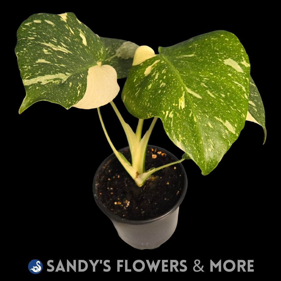 4" Philodendron Monstera Thai Constellation