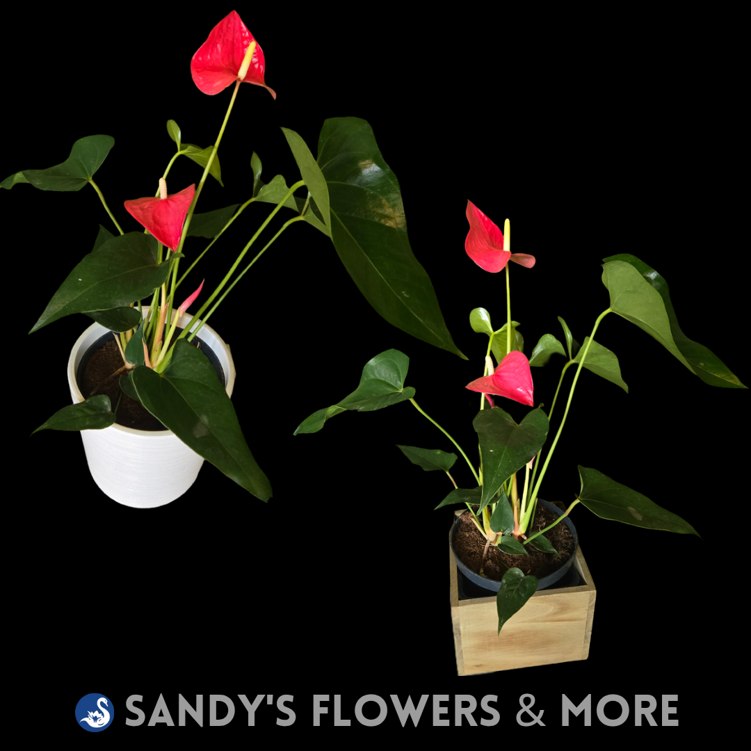 6" Anthurium (Red) 