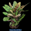 الصورة المصغرة: 10" Calathea Makoyana