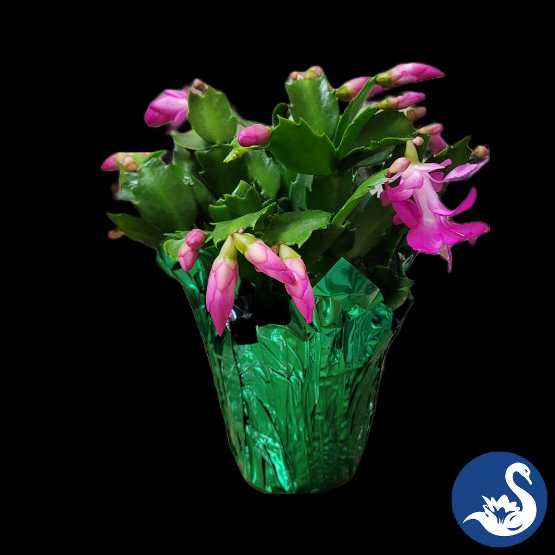 4" Christmas Zygocactus