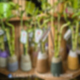 Lucky Bamboo 