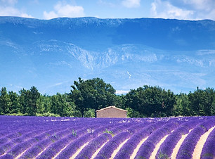 valensole-3925067_960_720.jpg