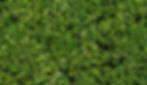 blueridge_hedge_large.jpeg