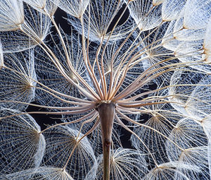 Dandelion.jpg