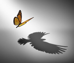 Butterfly.jpg