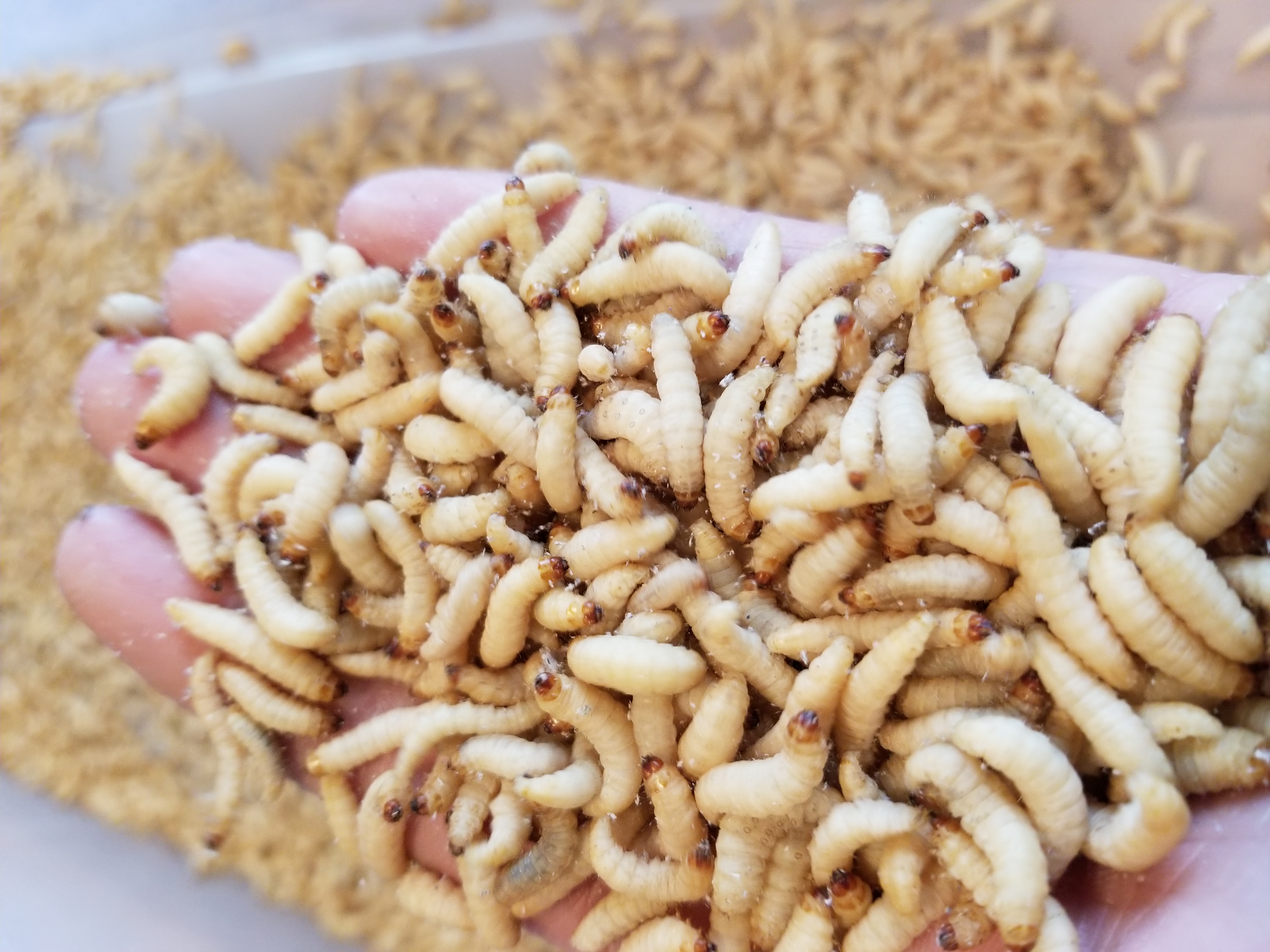 Handful of waxworms