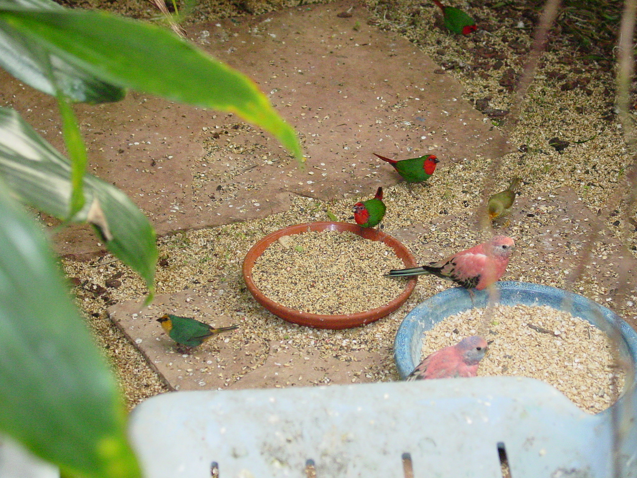 Bird friends!