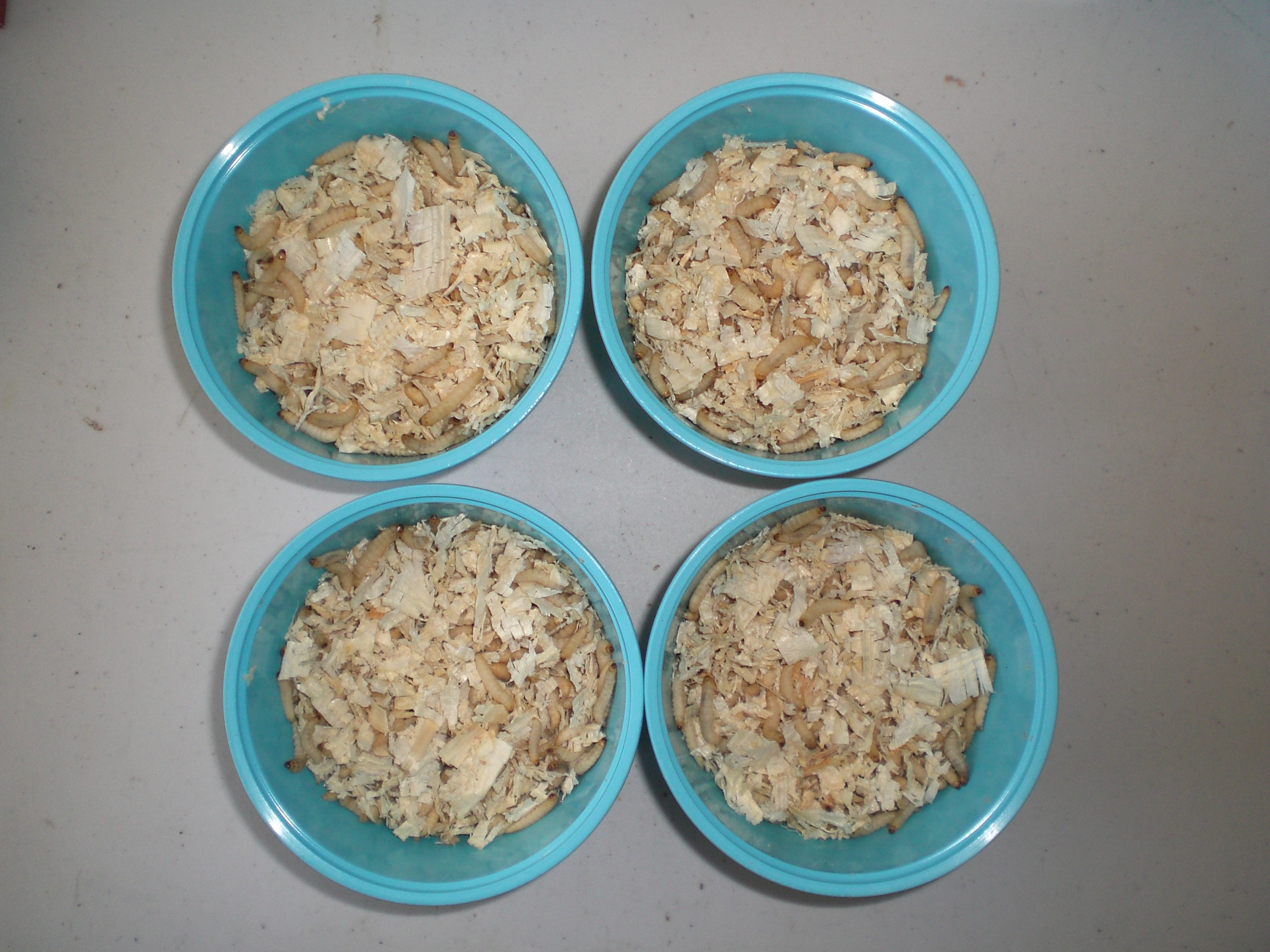 waxworms in cups (4)