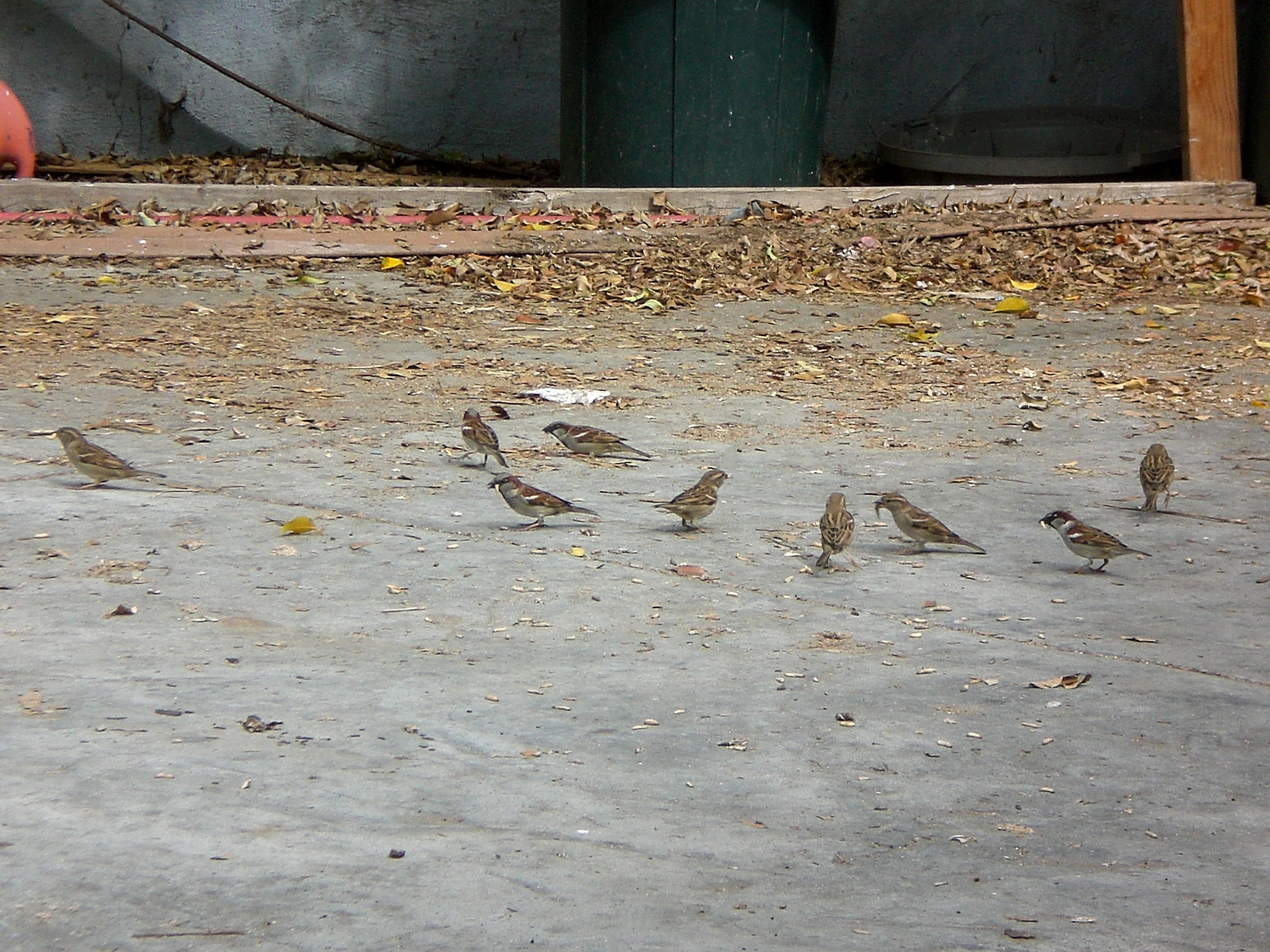 Wild Birds