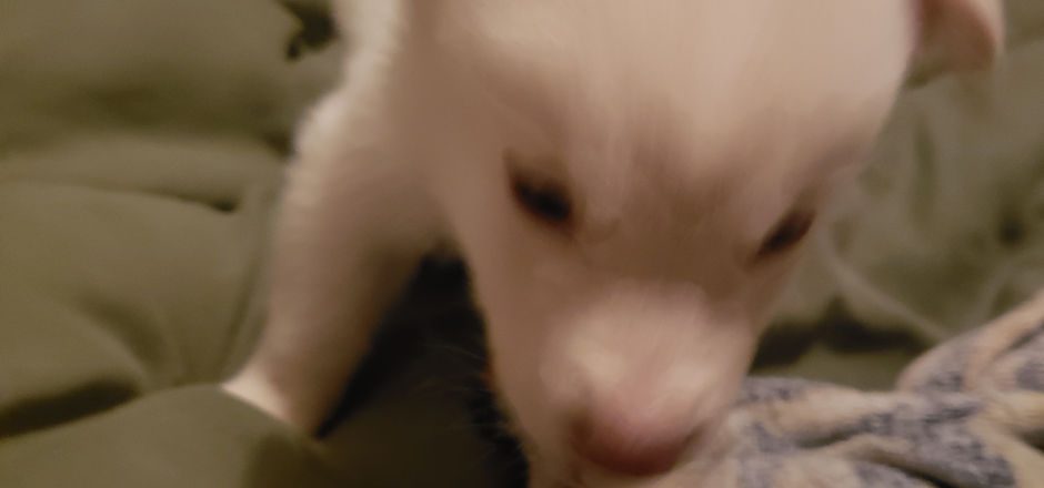 Huskies for Homes - 55