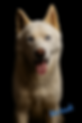 file_00000000137c61f9ae77a7fb947b6934.png