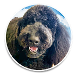 Ziggy.png