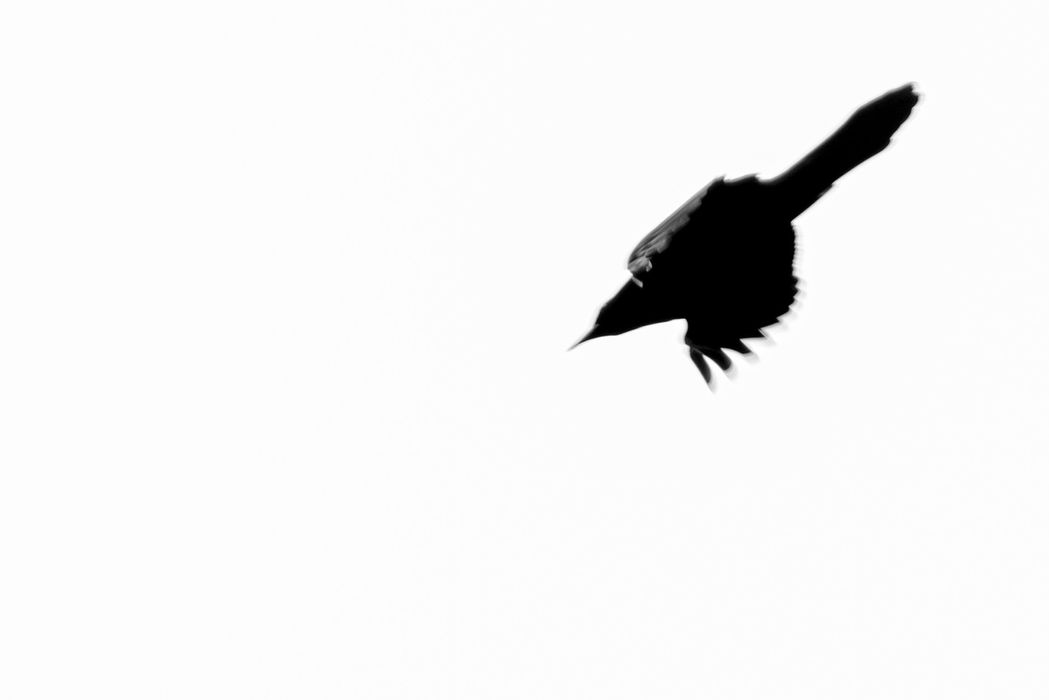 Stark image of a black bird in motion against a white sky by Bucchianeri.