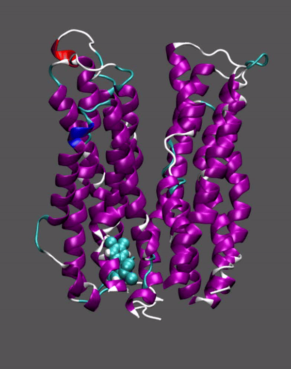 MD Simulations