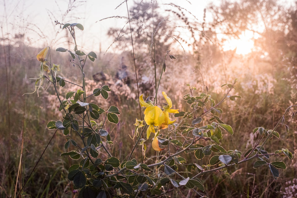 Copy of Mukatan honey_Mia Collis-46.jpg