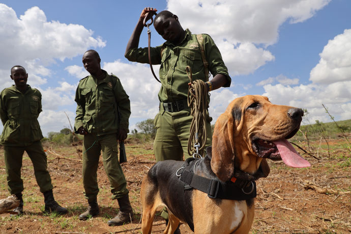 Mukutan dogs training