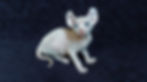 20221018_151925 (2)_edited