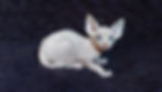 20221018_152300 (2)_edited